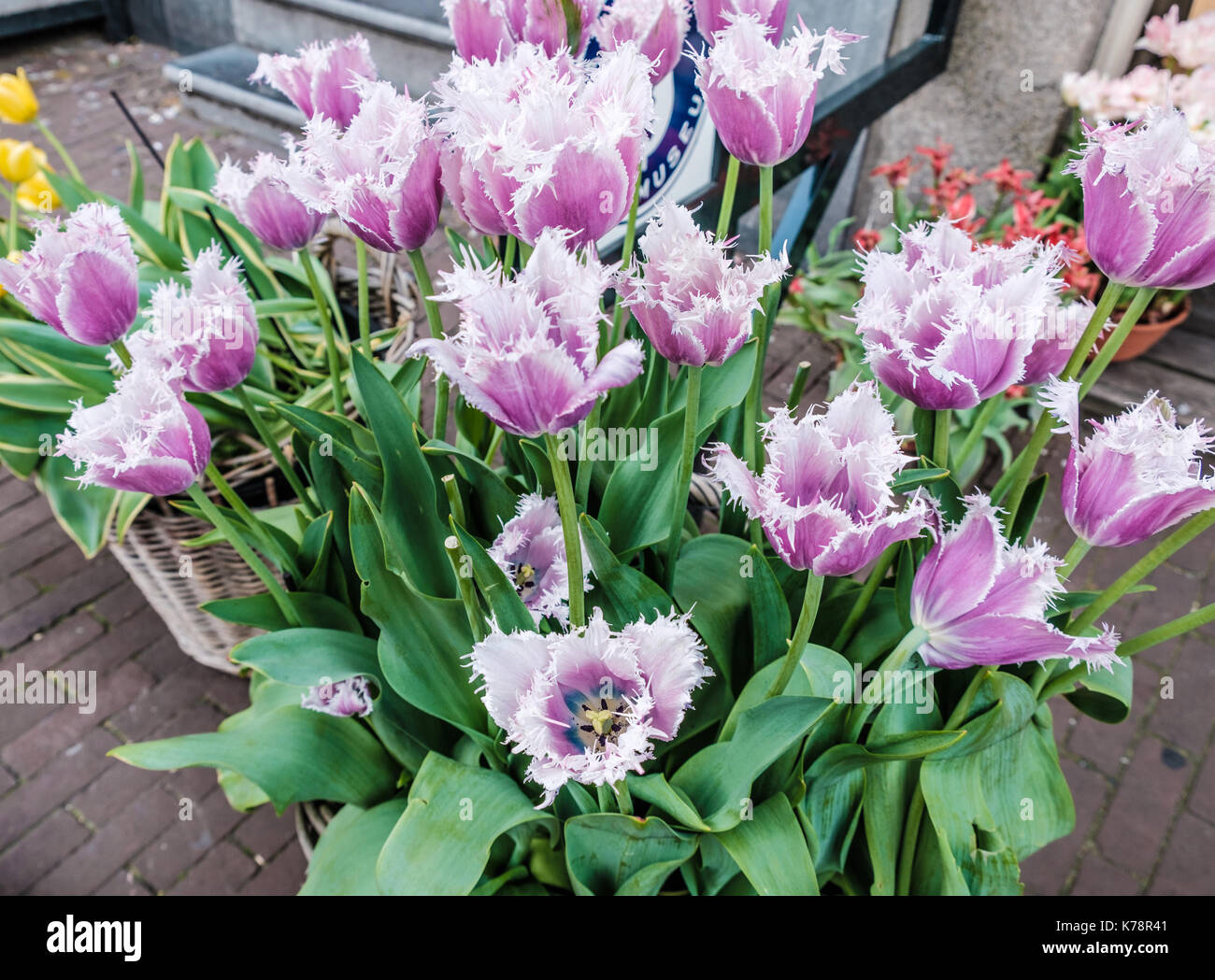 Tulips flowers outside Amsterdam tulip museum Stock Photo Alamy