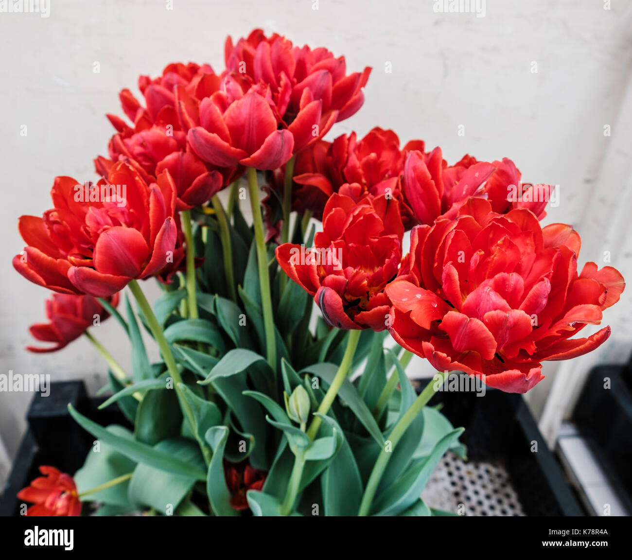 Tulips flowers outside Amsterdam tulip museum Stock Photo Alamy