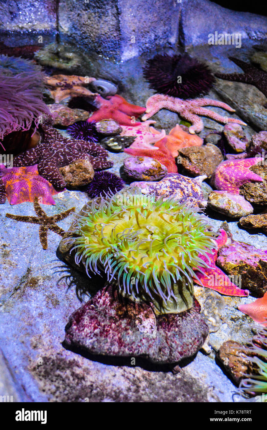 Aquarium Sealife Stock Photo
