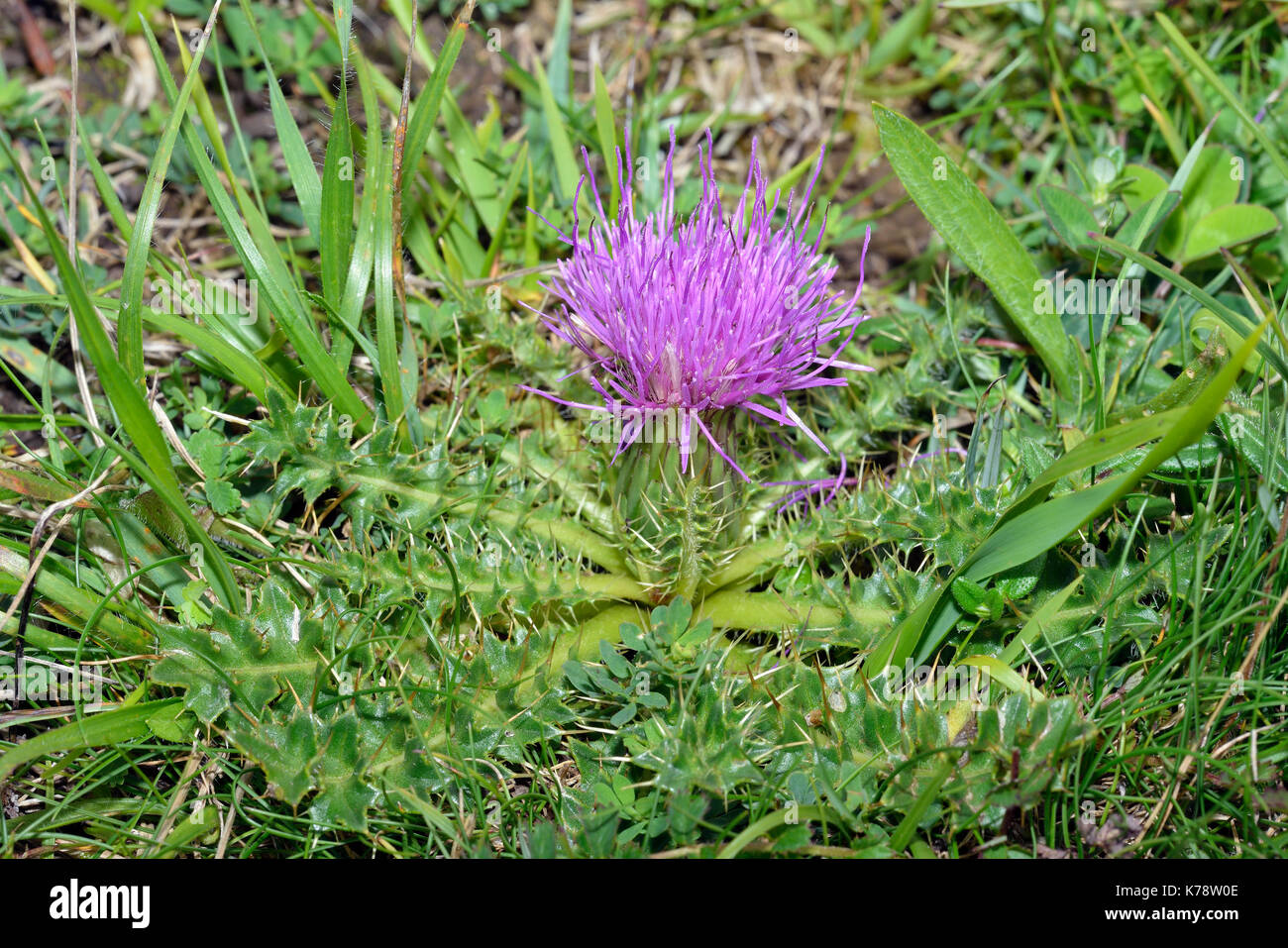 Dwarf Thistle - Cirsium acaule  Common grassland Flower Stock Photo