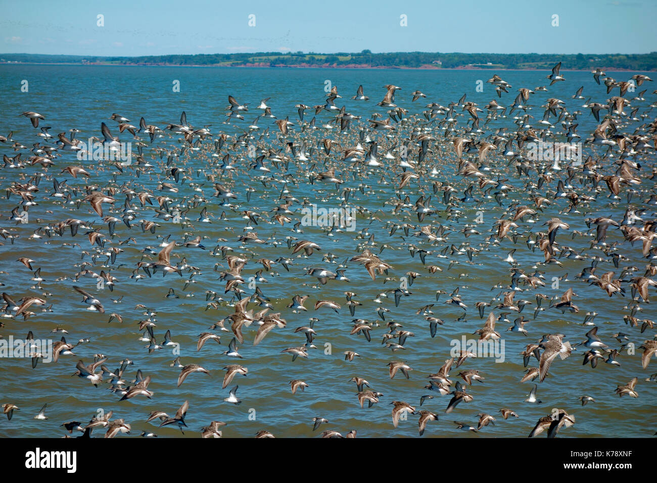 A flying flock of migrating shorebirds in the Minas Basin, Bay of Fundy, Nova Scotia, Canada Stock Photo
