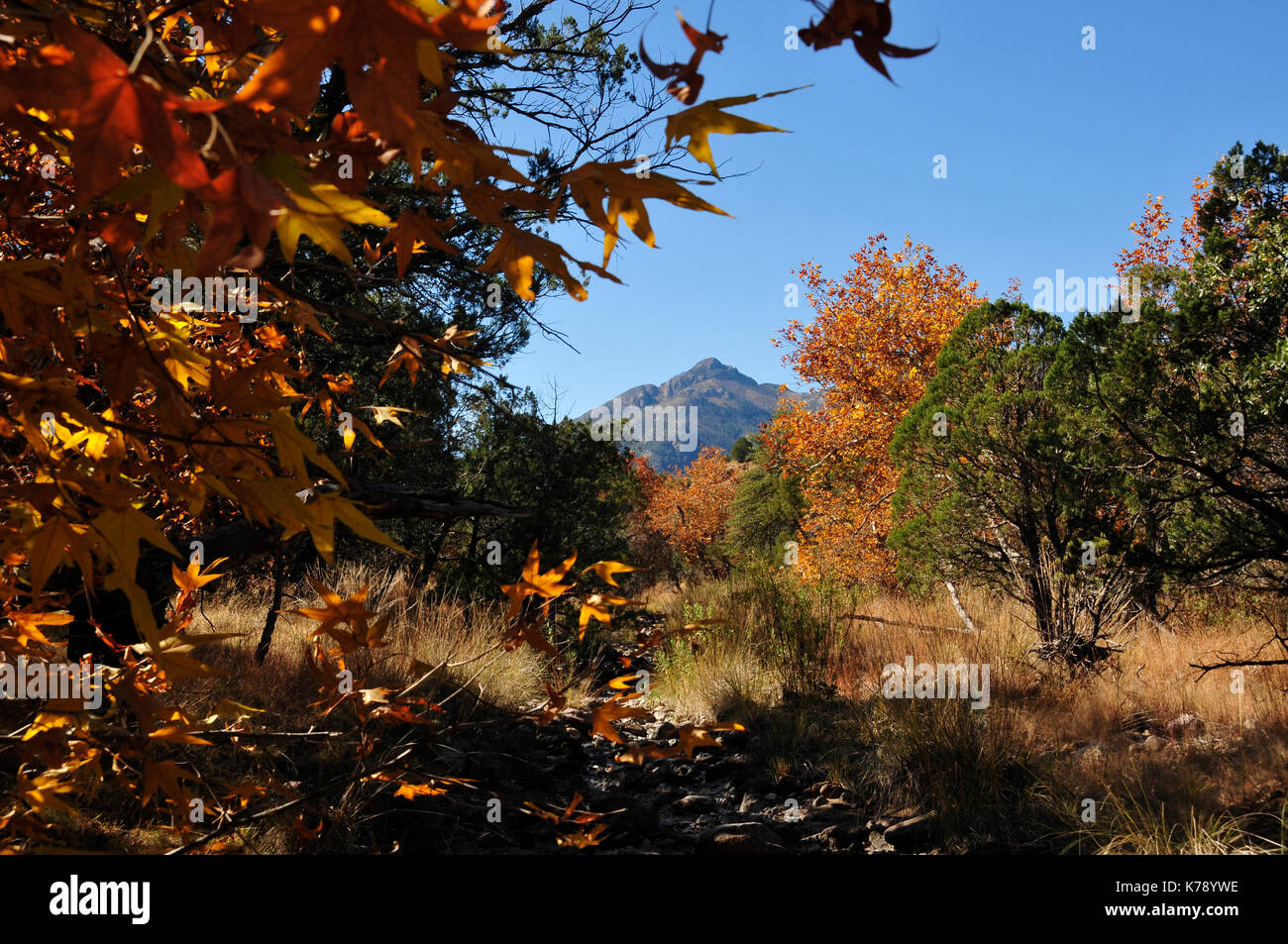 Gardner Canyon, Santa Rita Mountains, Coronado National Forest, Sonoita, Arizona, USA. Stock Photo