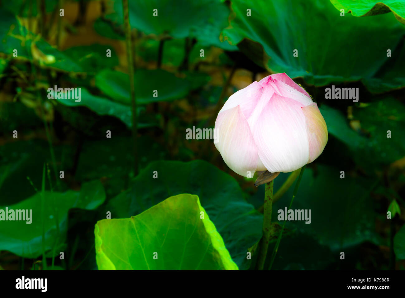 One White Lotus Flower Glowing Alone in a Quiet Pond. Stock Photo