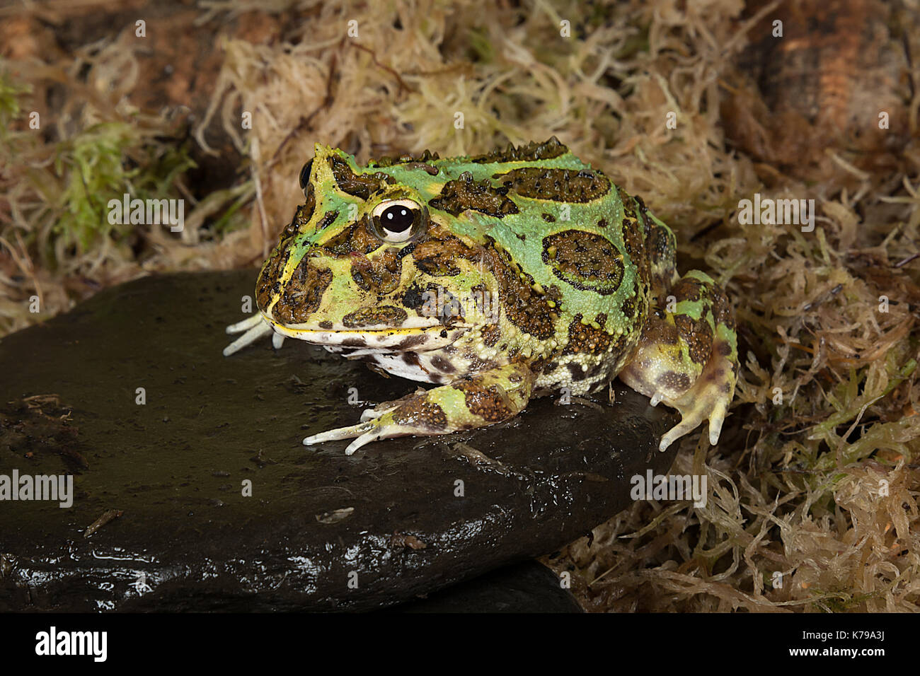 full length portrait of a bull frog sitting on a pebble by a pond edge Stock Photo