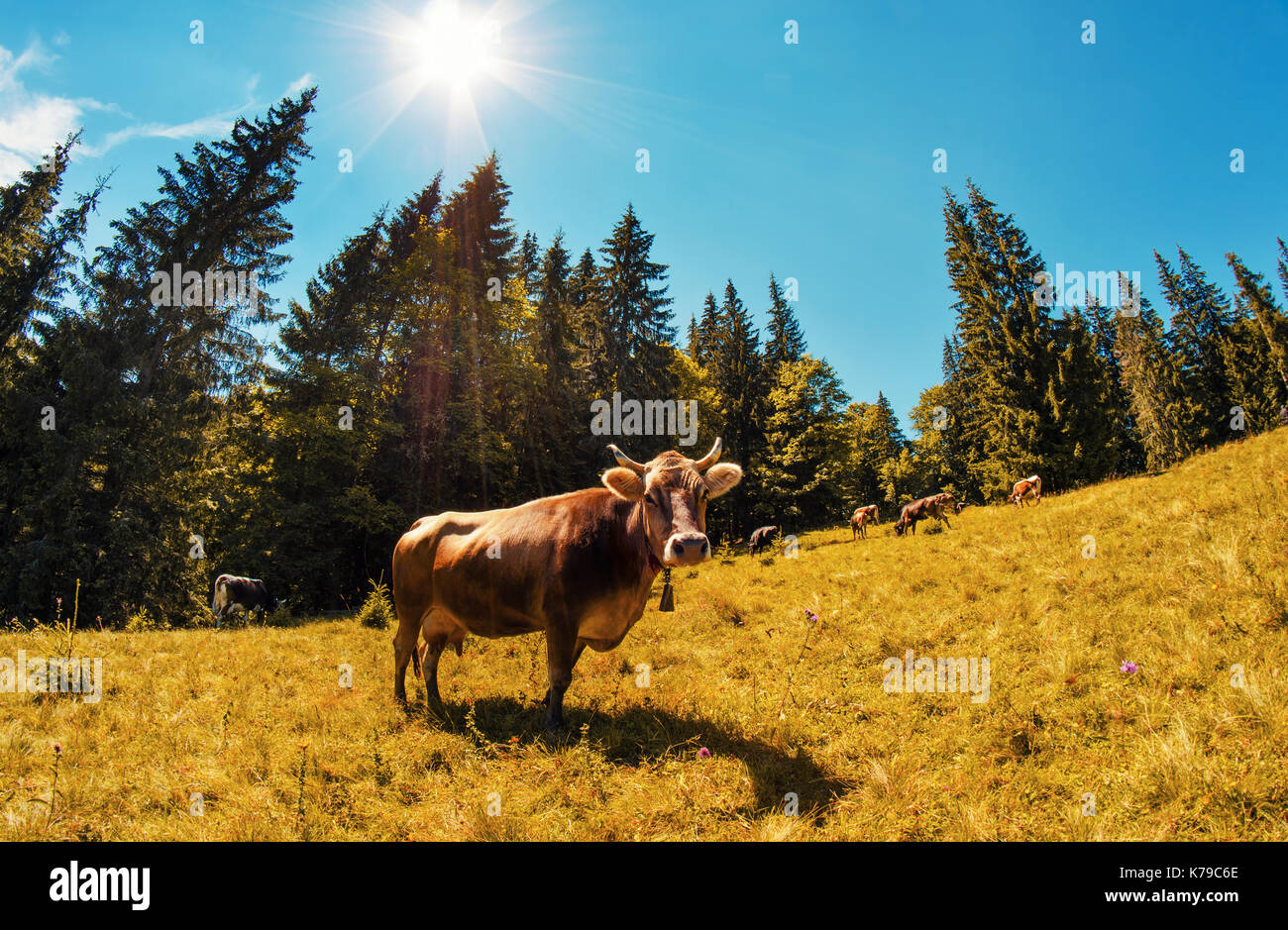 Large brown cow looking forward on alpine meadow with high fir trees in ...