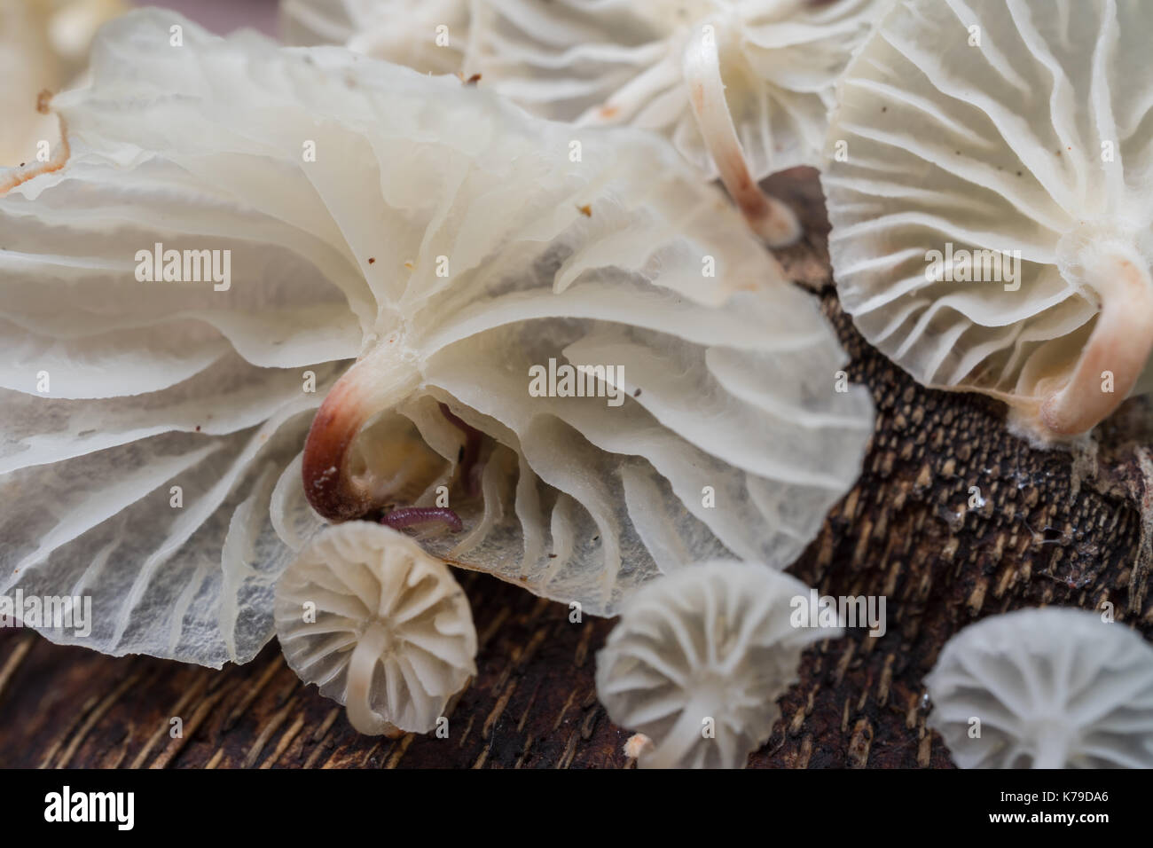 Close up of white mushroom growing on lumber Stock Photo - Alamy