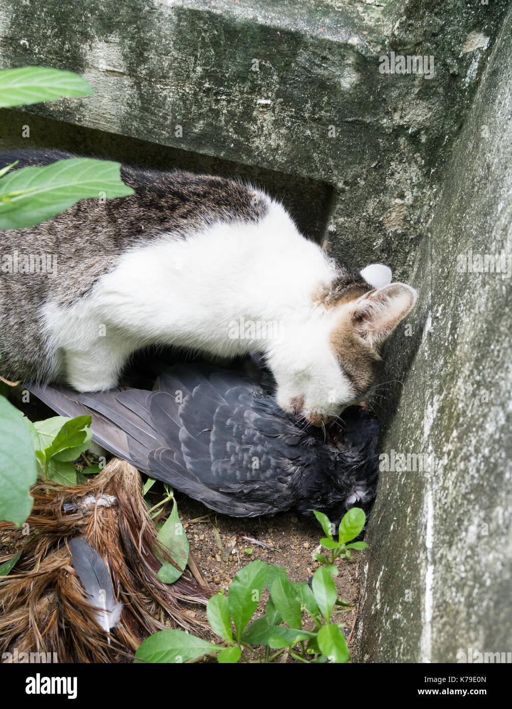 Death instinct hires stock photography and images Alamy