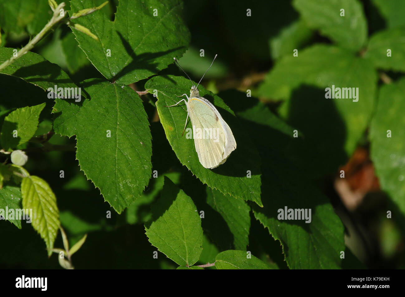 Brimstone profile hi-res stock photography and images - Alamy