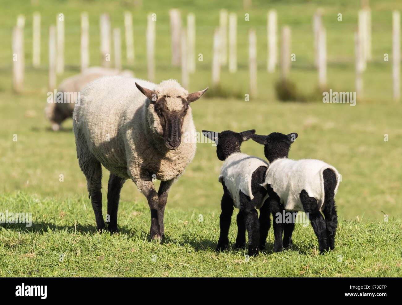 Black face New Zealand sheep Have a firm word to her black lambs. Stock Photo