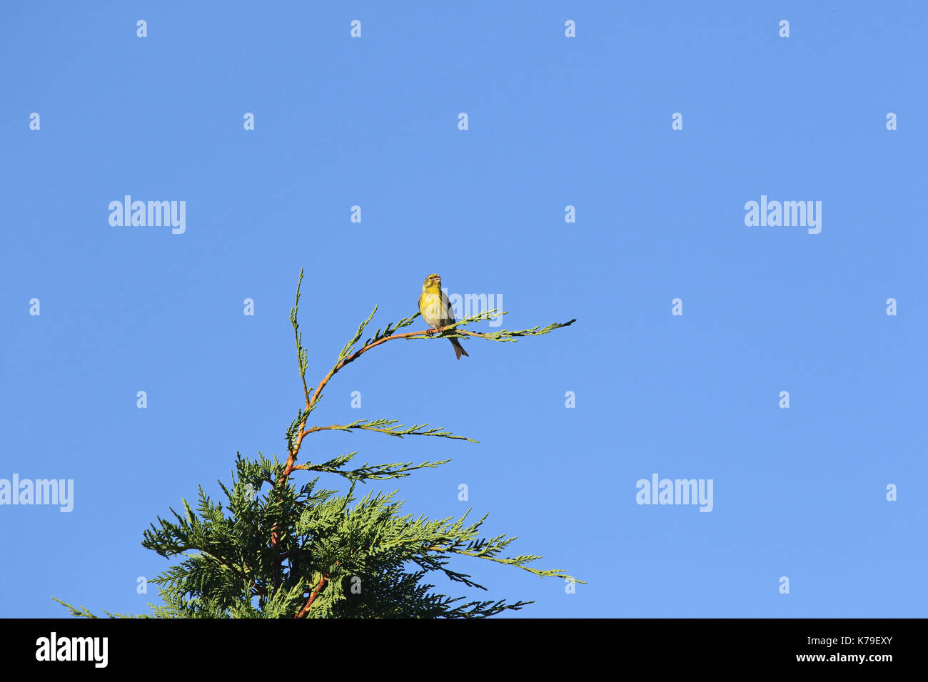 serin bird Latin name serinus serinus singing and dancing on top of a cypress tree in spring in Italy Stock Photo