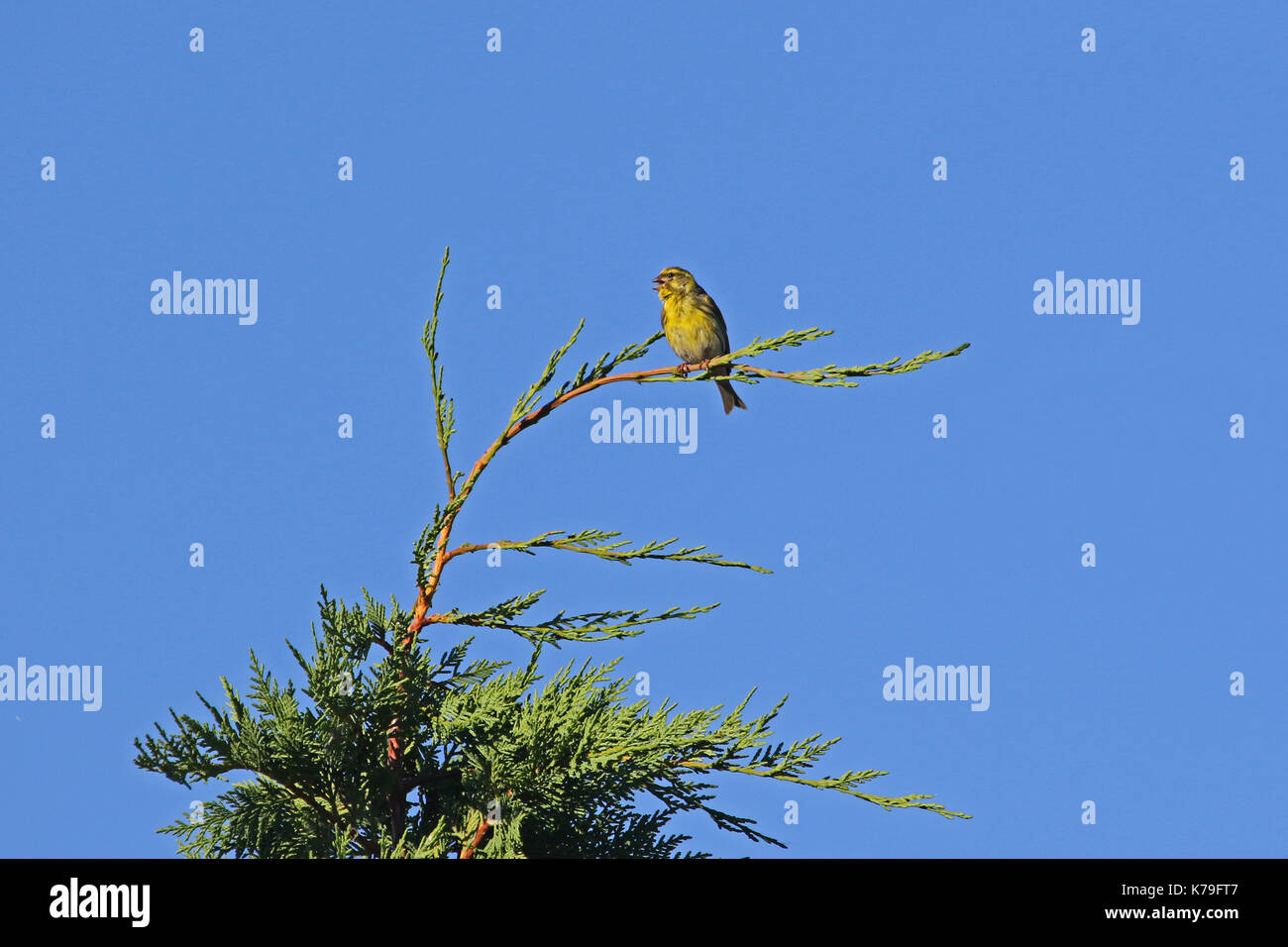serin bird Latin name serinus serinus singing and dancing on top of a cypress tree in spring in Italy Stock Photo