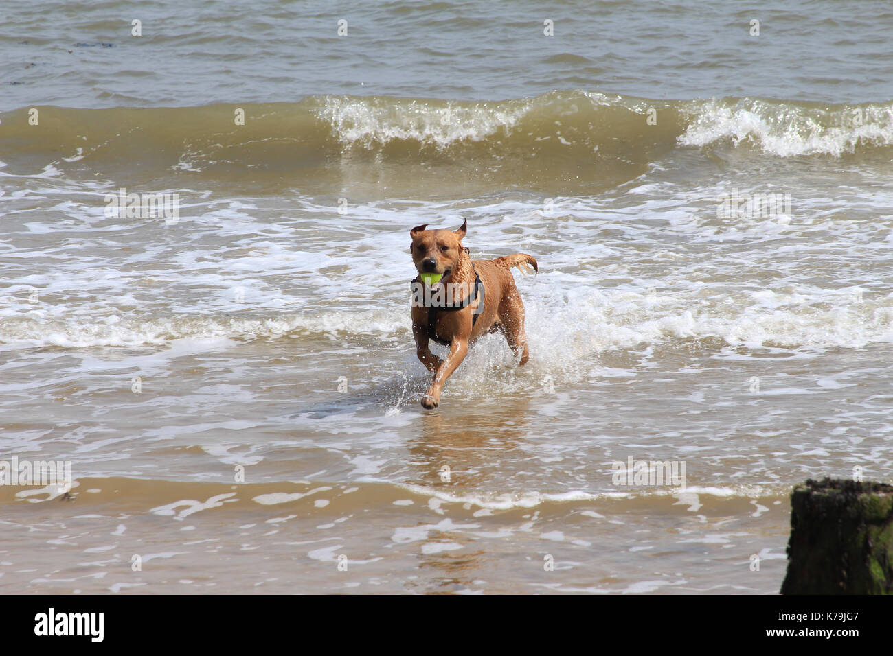 Dog on a beach in Frinton on Sea Essex Stock Photo Alamy