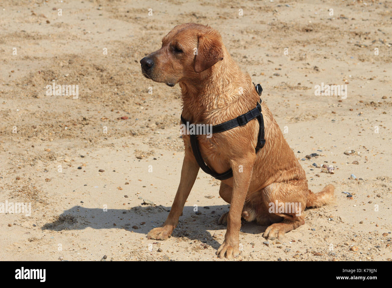 Dog on a beach in Frinton on Sea Essex Stock Photo