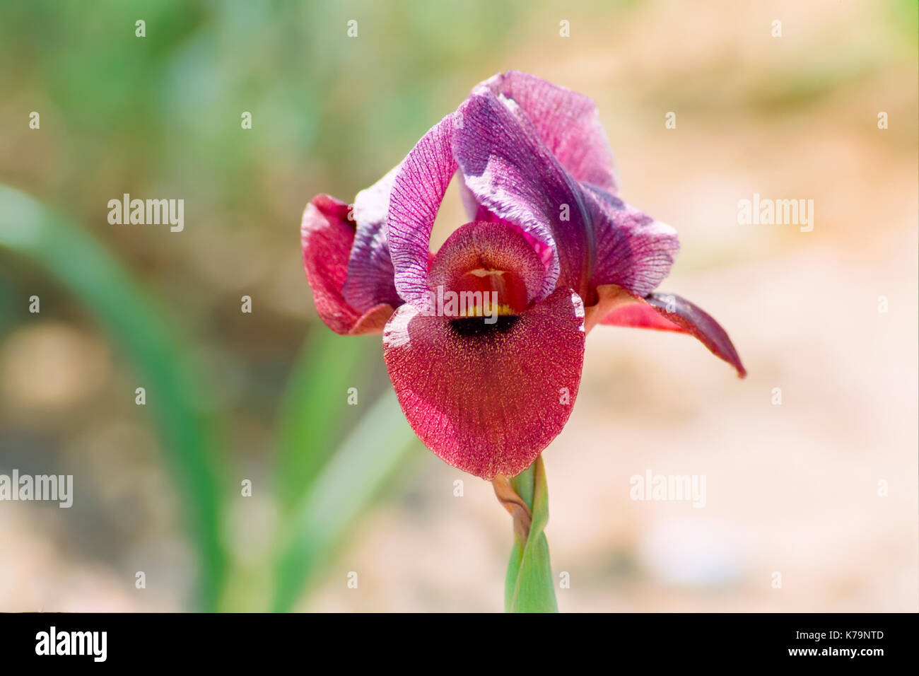Iris petrana, (Petra Iris or Yeruham Iris) in natural habitat. Photographed in Israel, Negev near Yeruham Stock Photo