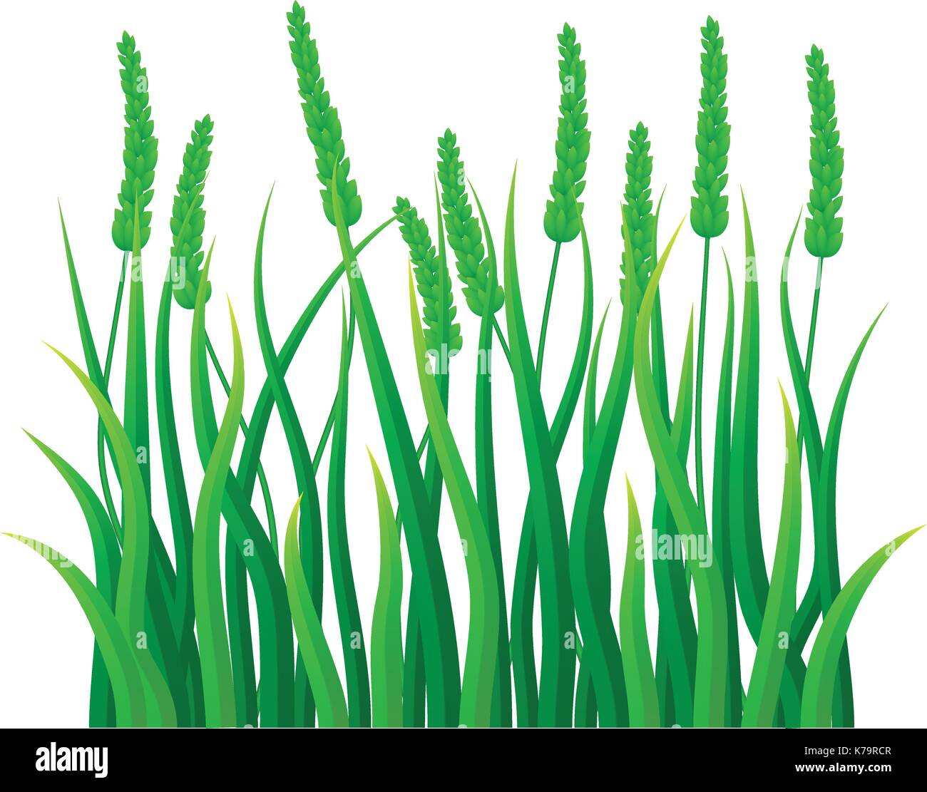 Green field grass icon, realistic style Stock Vector Image & Art Alamy
