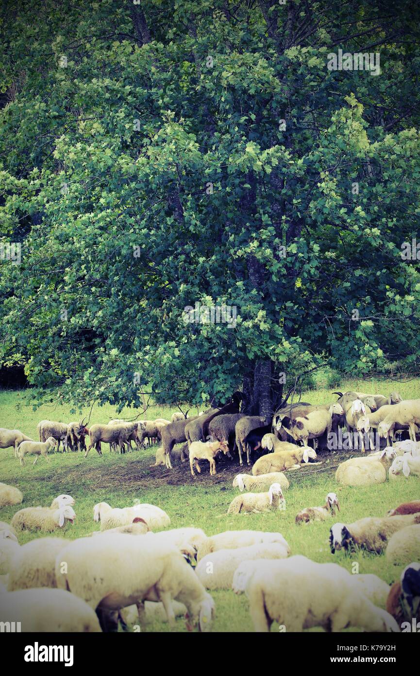 flock with many sheep grazing under the great tree in the mountains ...