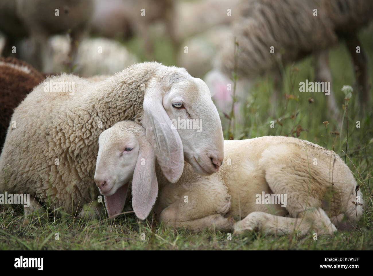 lamb with his mother in the middle of the flock of sheep Stock Photo ...