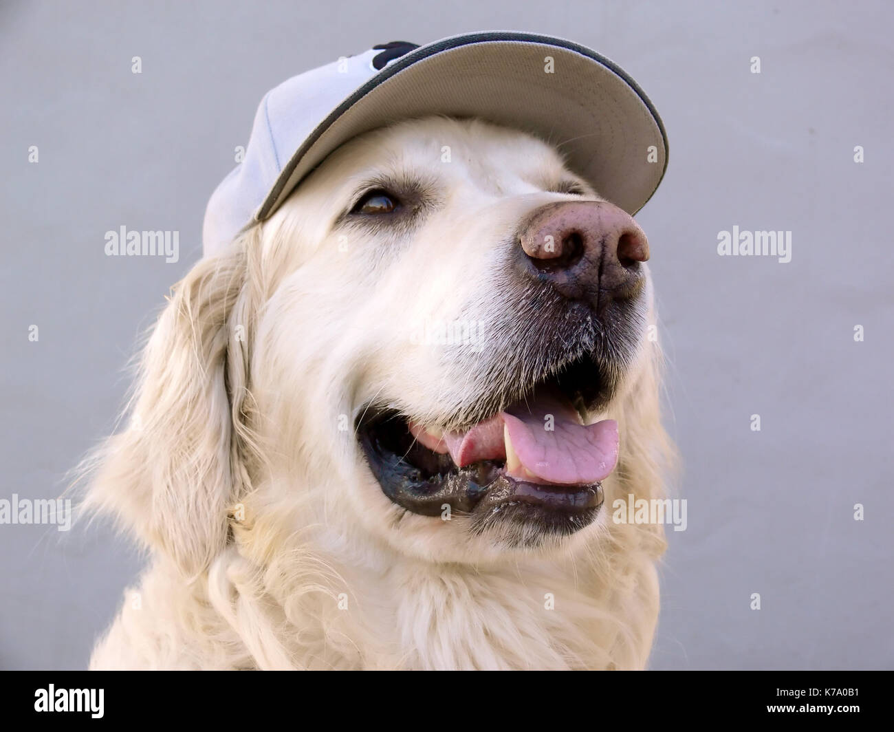 Golden retriever dog baseball hat hi-res stock photography and images -  Alamy