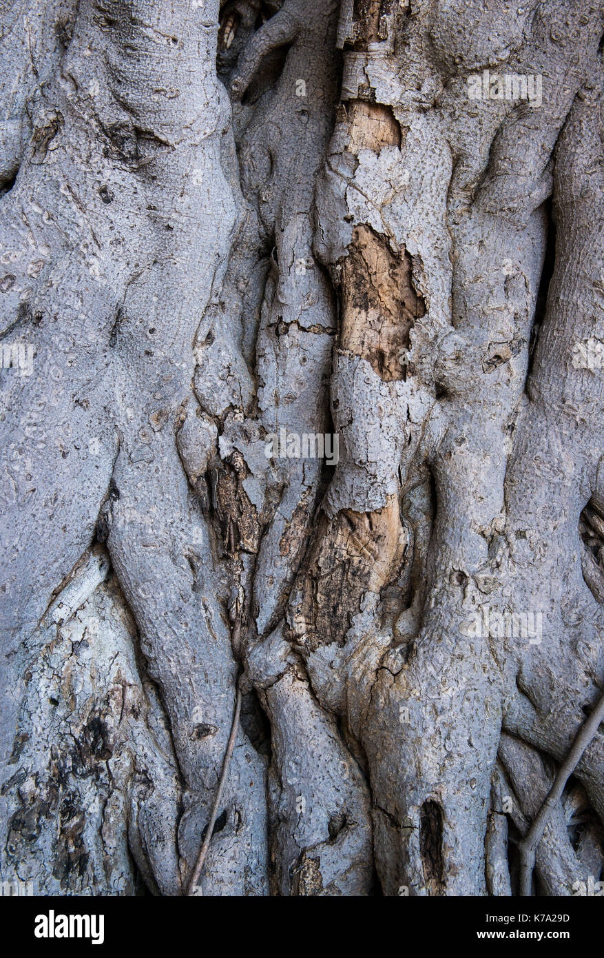 Tree root background Stock Photo - Alamy