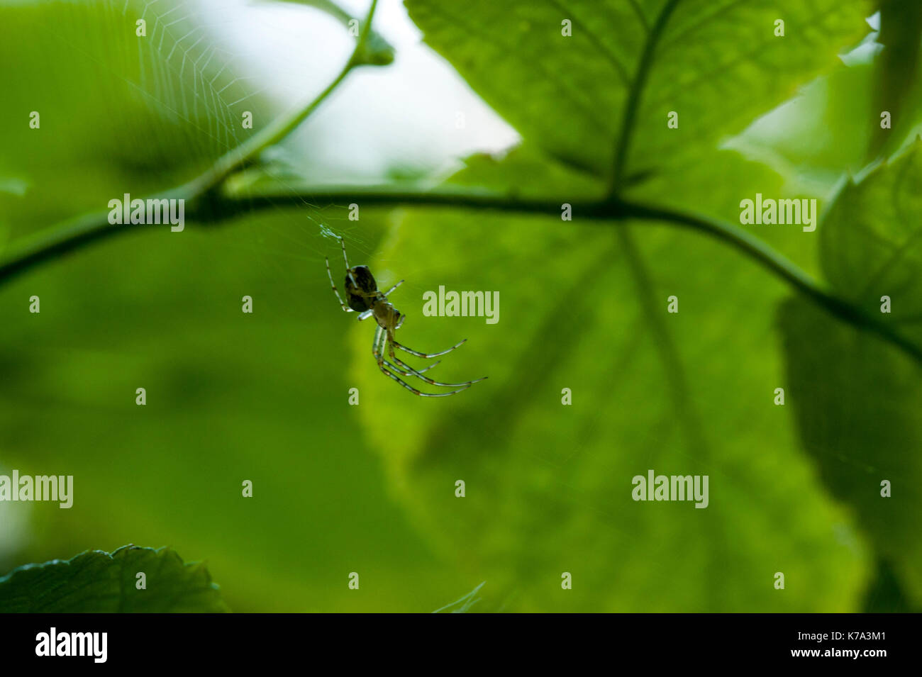 spider sitting on a web on a green plant, hunting, macro photo Stock ...