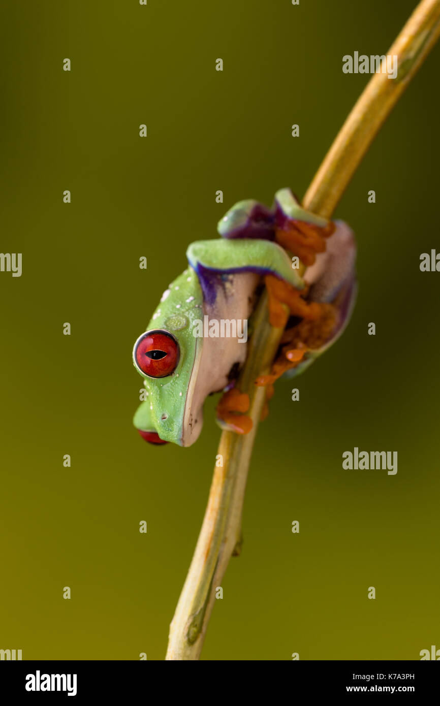 Callidryas or Red Eyed Green Tree Frog from Costa Rica Stock Photo