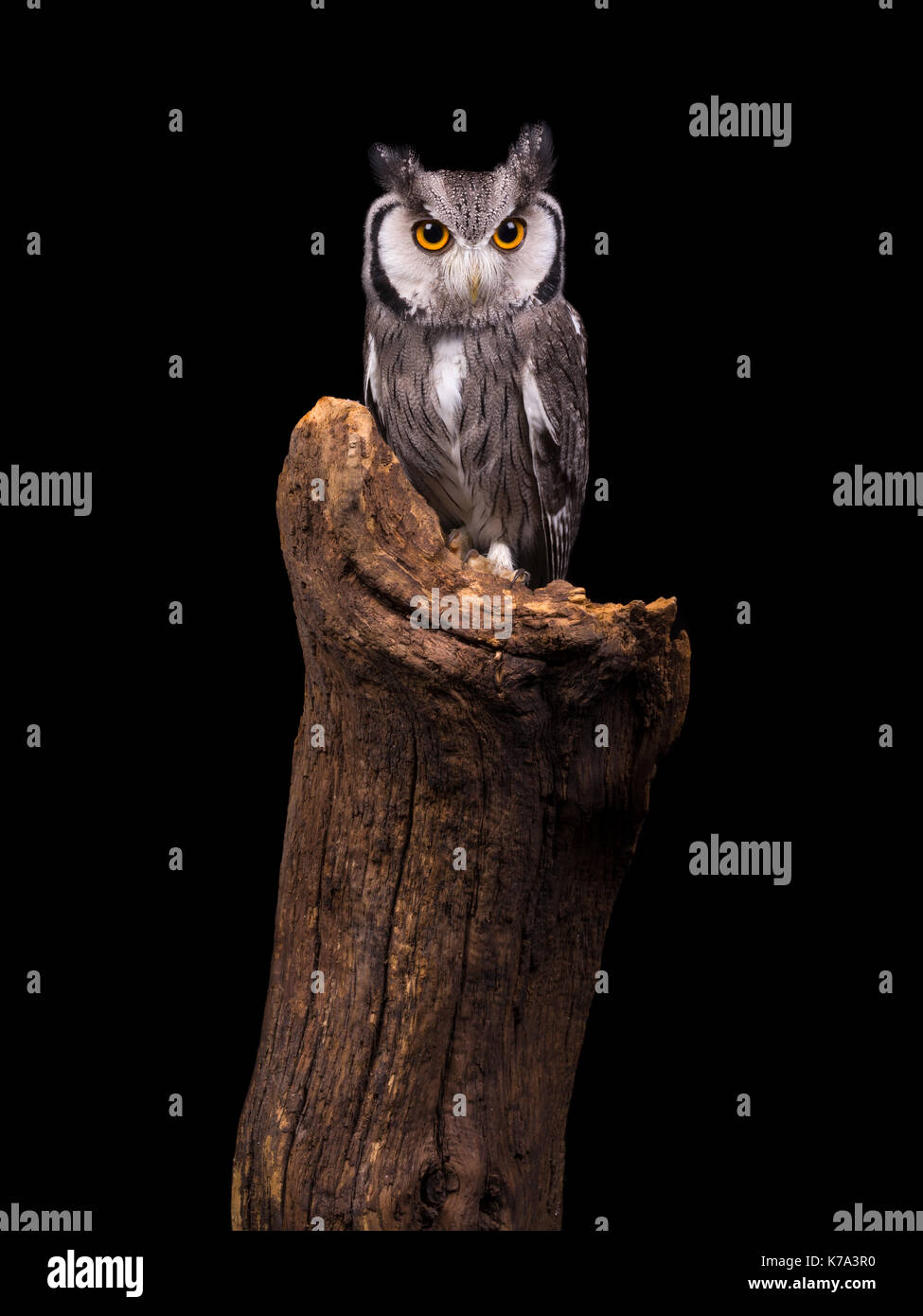 African White Faced Owl sitting on a tree trunk Stock Photo