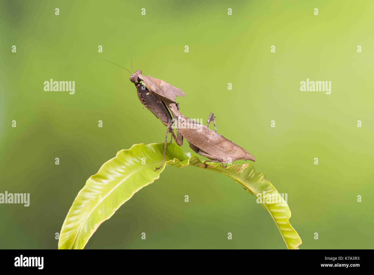Adult specimen of a Ghost Mantis sitting on a green leaf Stock Photo