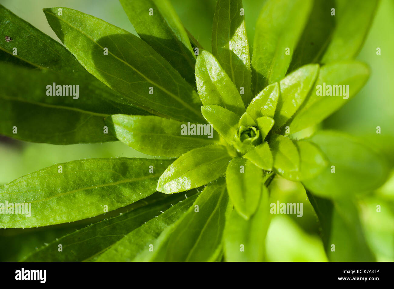 macro photo of a green plant, top view Stock Photo