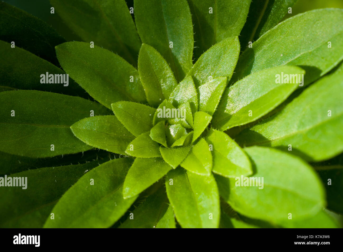 macro photo of a green plant, top view Stock Photo
