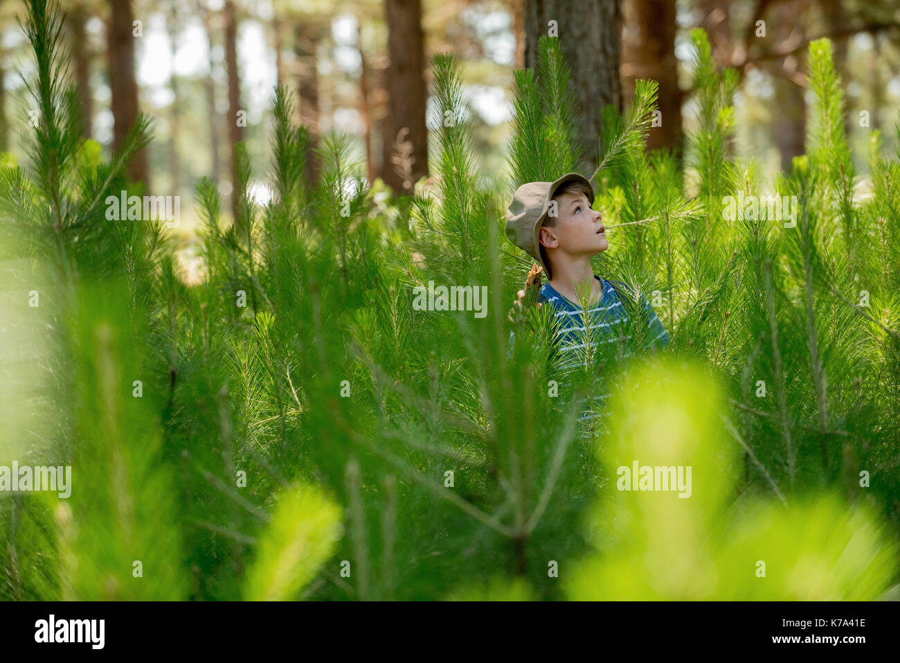 Boy hiking through young pine trees in forest Stock Photo