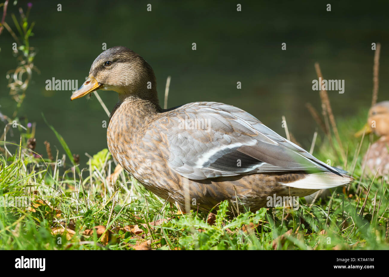 Mallard Duck hybrid, exact ID unknown, standing on grass by water in early Autumn in West Sussex, England, UK. Stock Photo