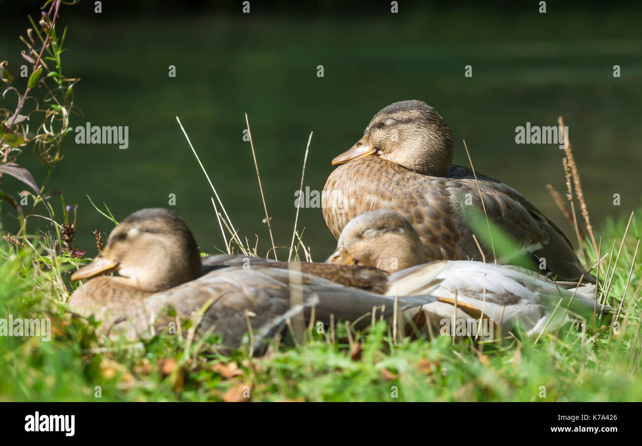 Mallard Ducks hybrid, exact ID unknown, sitting on grass by water sleeping with eyes closed  in early Autumn in West Sussex, England, UK. Stock Photo