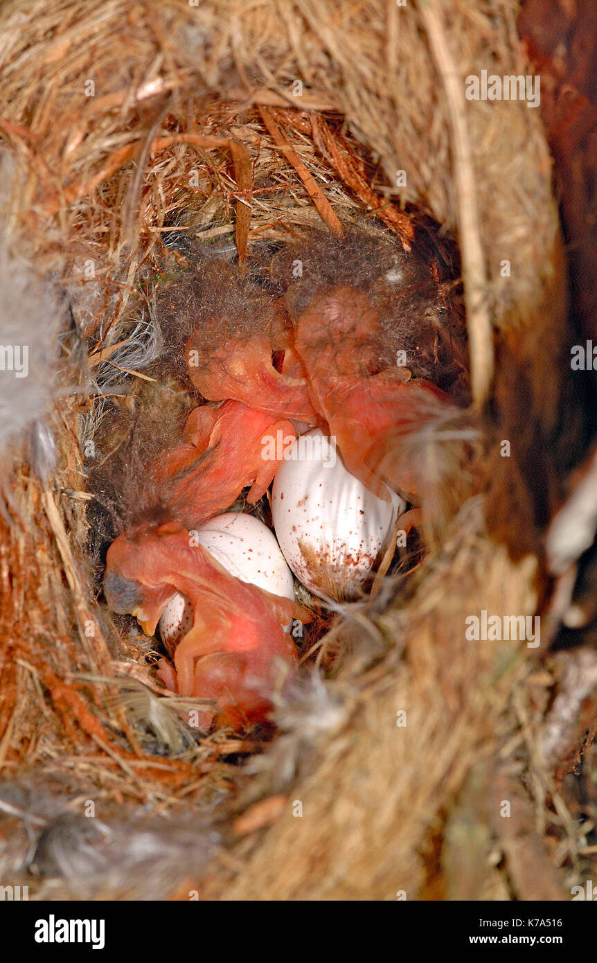 Treecreeper (Certhia familiaris) eggs and hatchlings Stock Photo