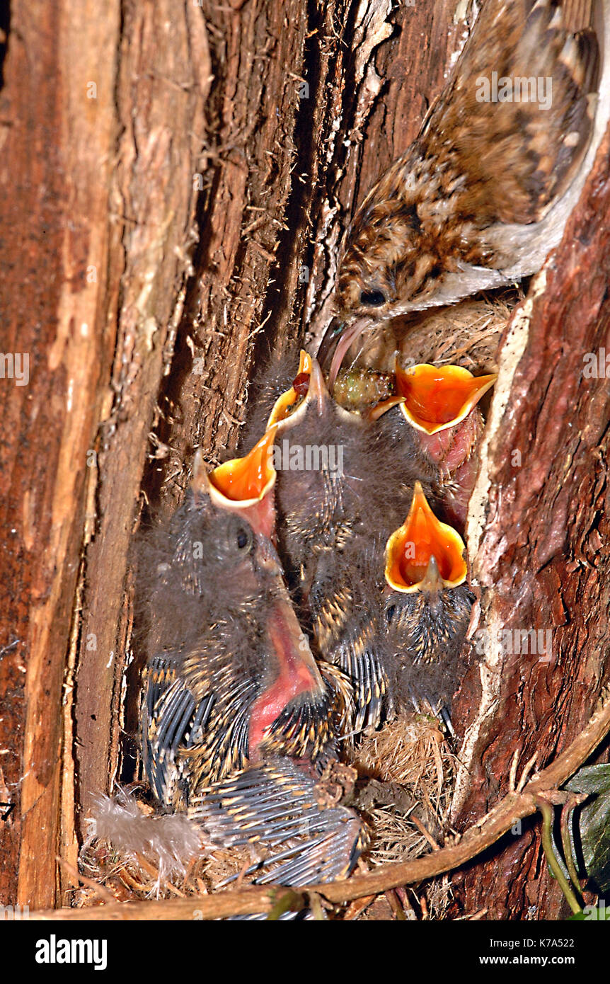 Treecreeper (Certhia familiaris) Treecreeper (Certhia familiaris) adult treecreeper feeding baby birds Stock Photo