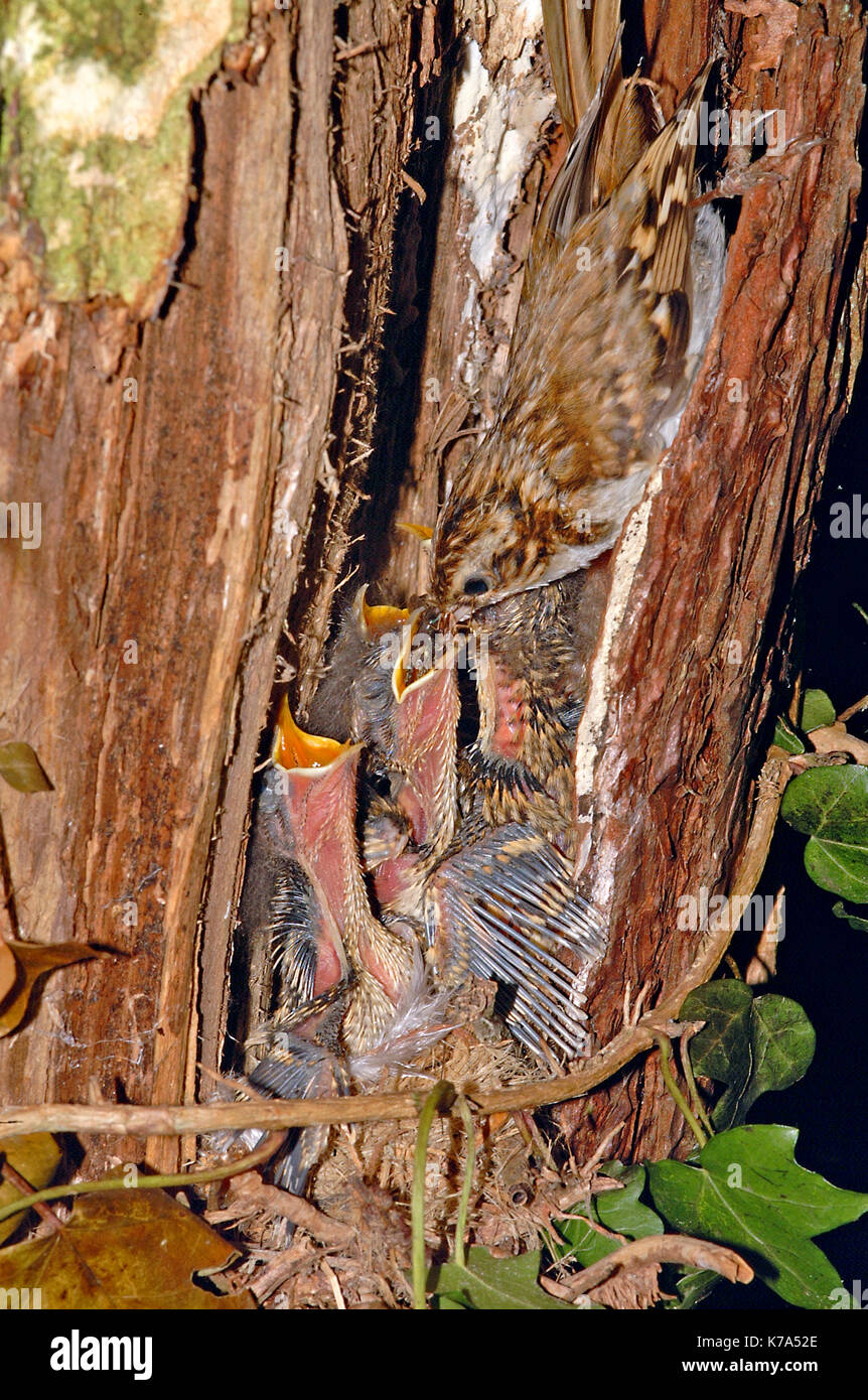 Treecreeper (Certhia familiaris) adult feeding baby birds Stock Photo
