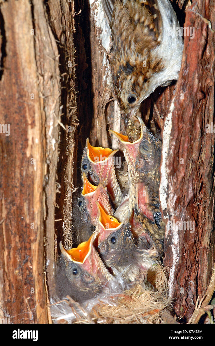 Treecreeper (Certhia familiaris) adult feeding hatchlings Stock Photo