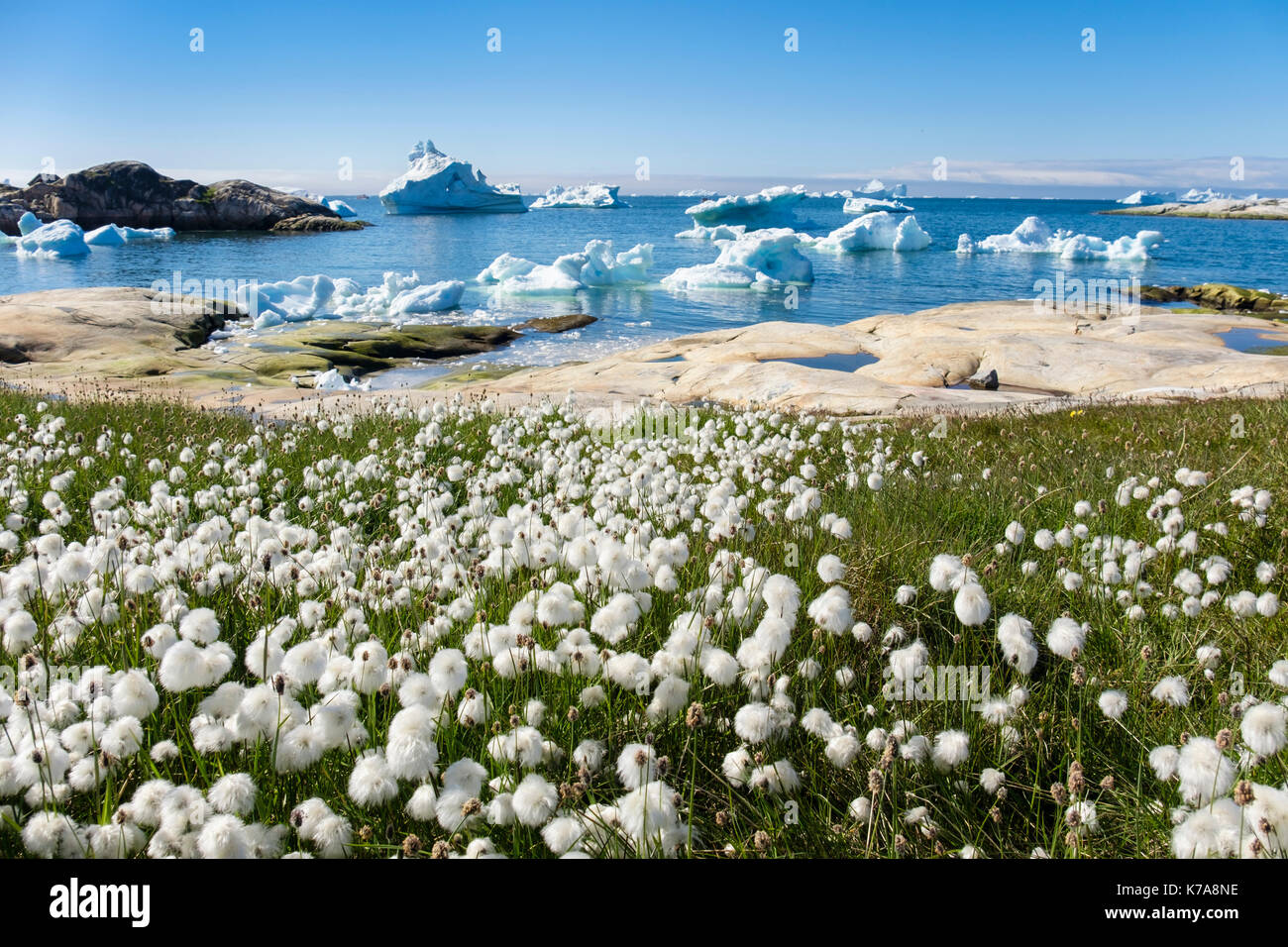 Arctic Cottongrass Eriophorum callitrix growing on tundra landscape with icebergs floating offshore in Disko Bay coast in summer. Ilulissat Greenland Stock Photo