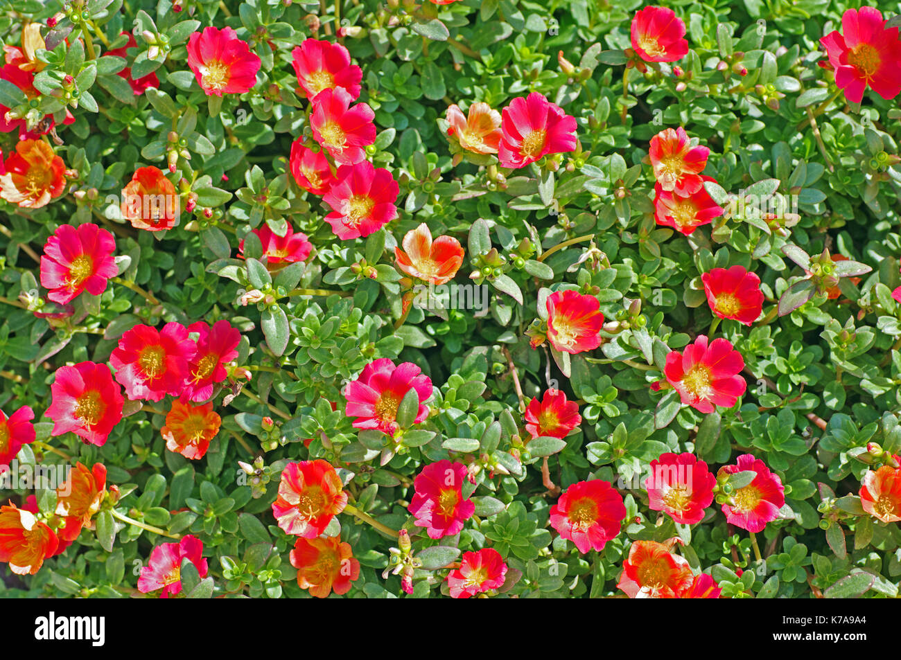 Portulaca grandiflora, the Moss rose or Rose Moss, native to South America, family Portulacaceae Stock Photo