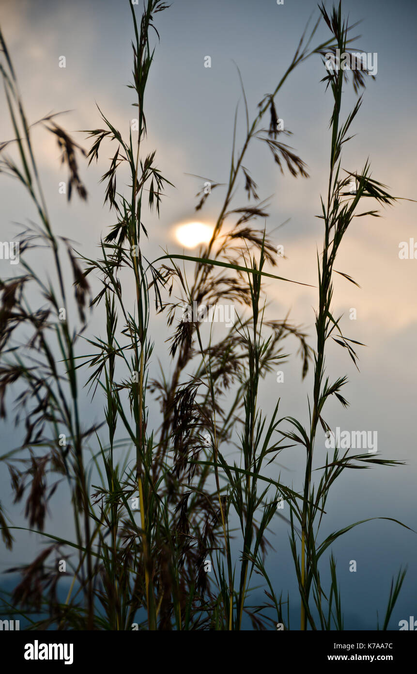Grass silhouette at sunset - Blades of grass against summer sunset Stock Photo