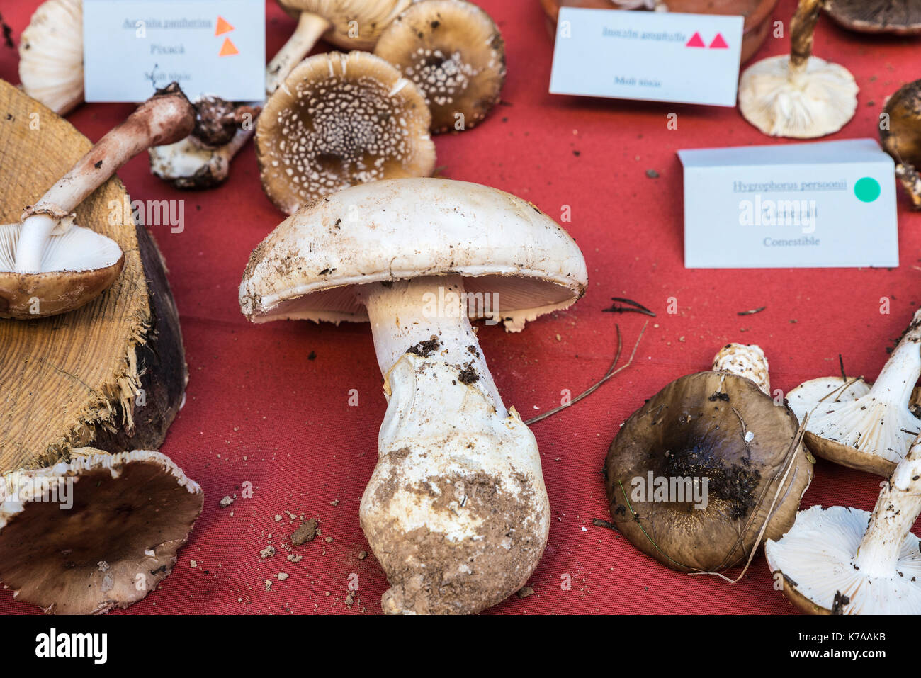 Different types of mushrooms in the mushroom flea market in Cardona