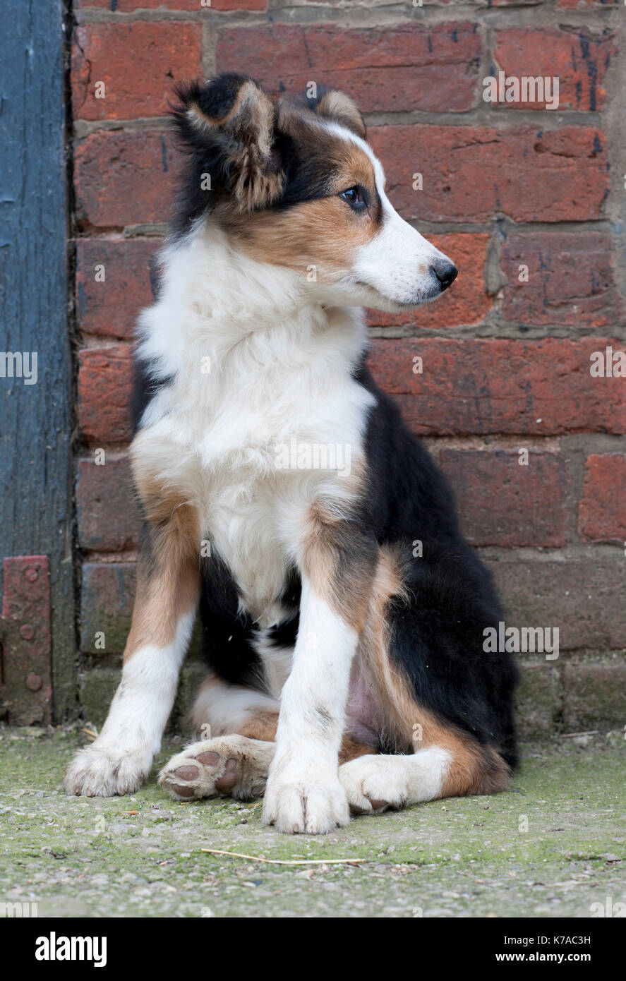 Welsh collie puppy, Welsh borders, uk Stock Photo