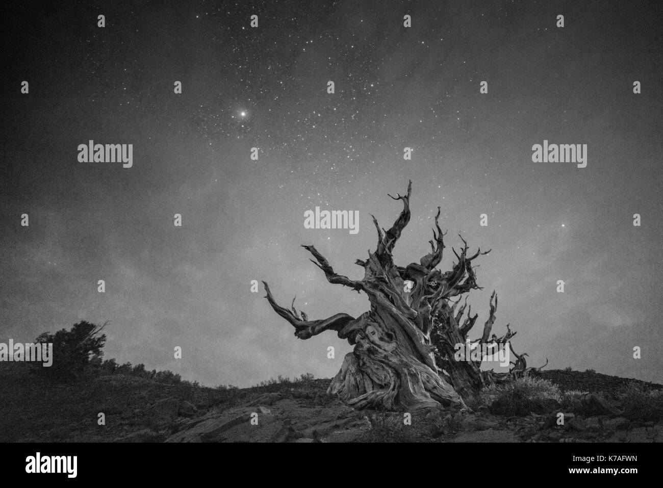 5,000 year old Bristle Cone Pine with Milky Way in Black and White Stock Photo