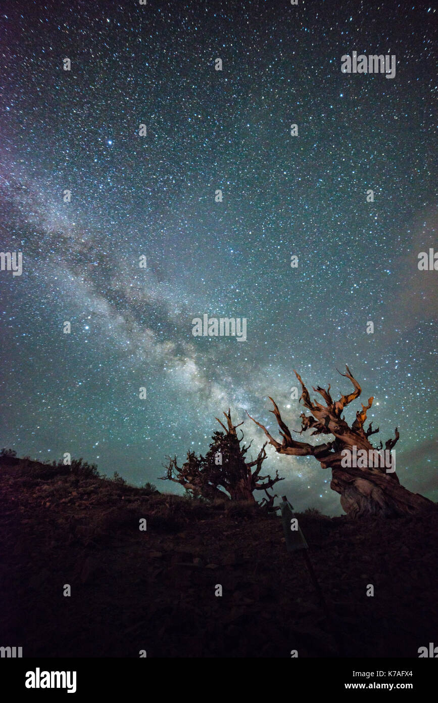 5,000 year old Bristle Cone Pine with Milky Way Stock Photo