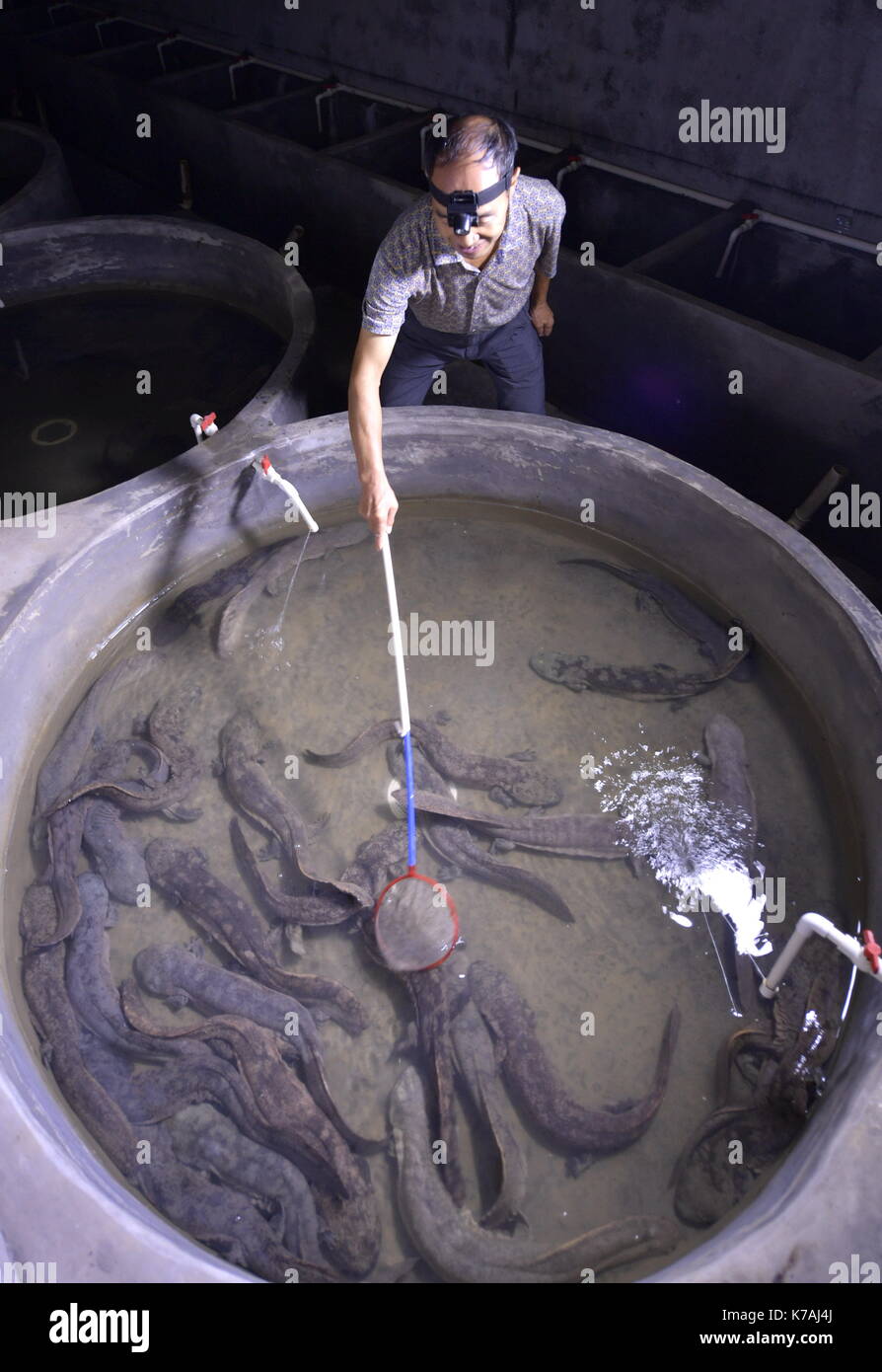 Chinese giant salamander hi-res stock photography and images - Alamy