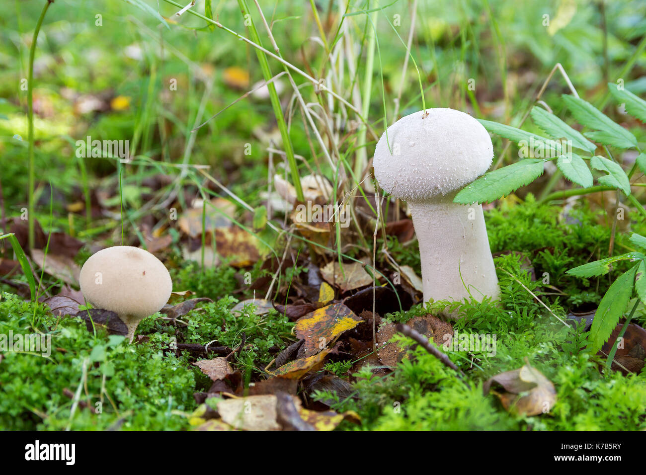 mushroom raincoat growing in the forest in autumn Stock Photo
