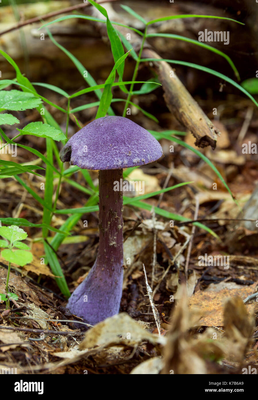 Cortinarius violaceus. angelfish purple. purple mushroom Stock Photo