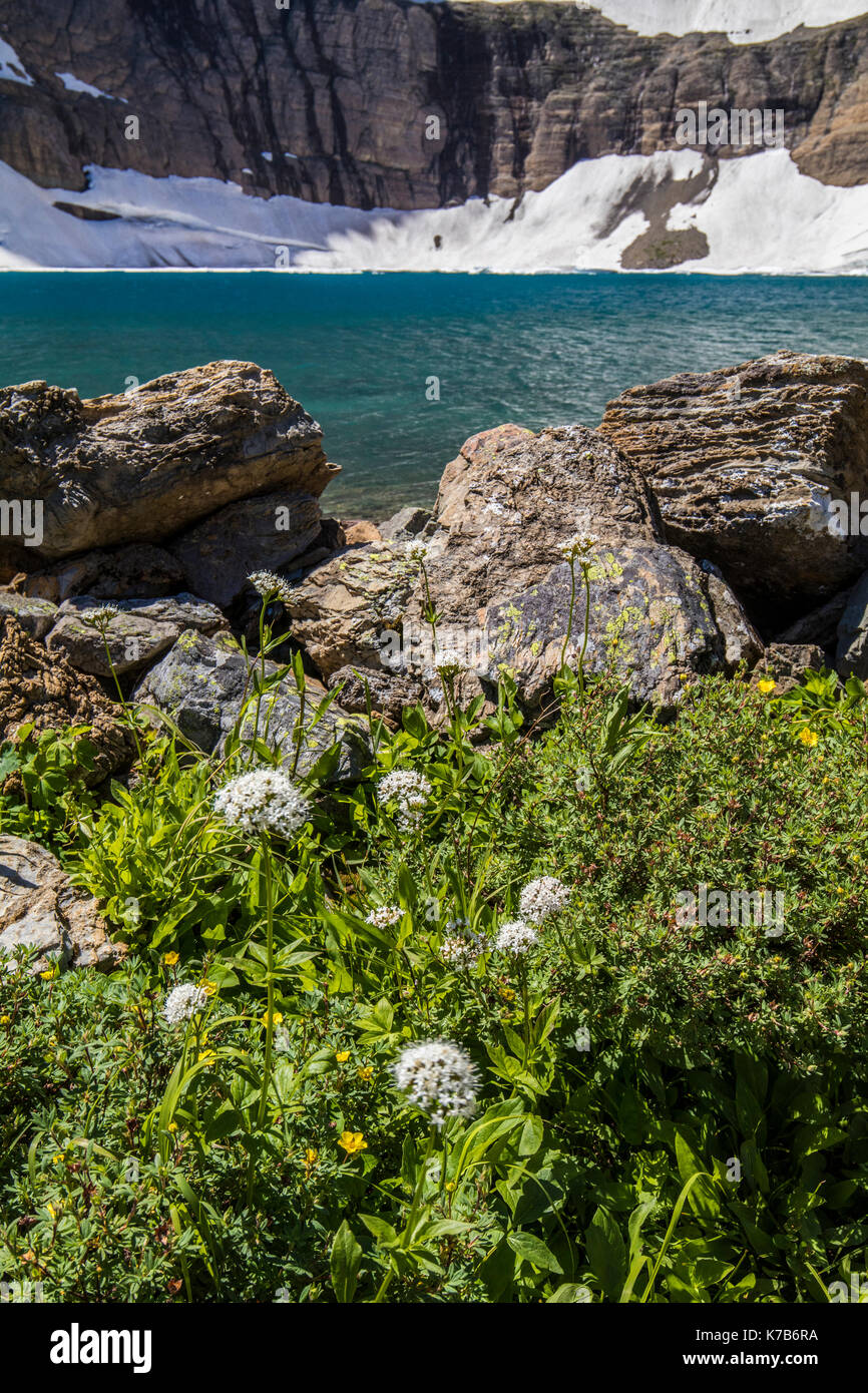 Wildlife wild flowers glacier national park landscapes Stock Photo - Alamy