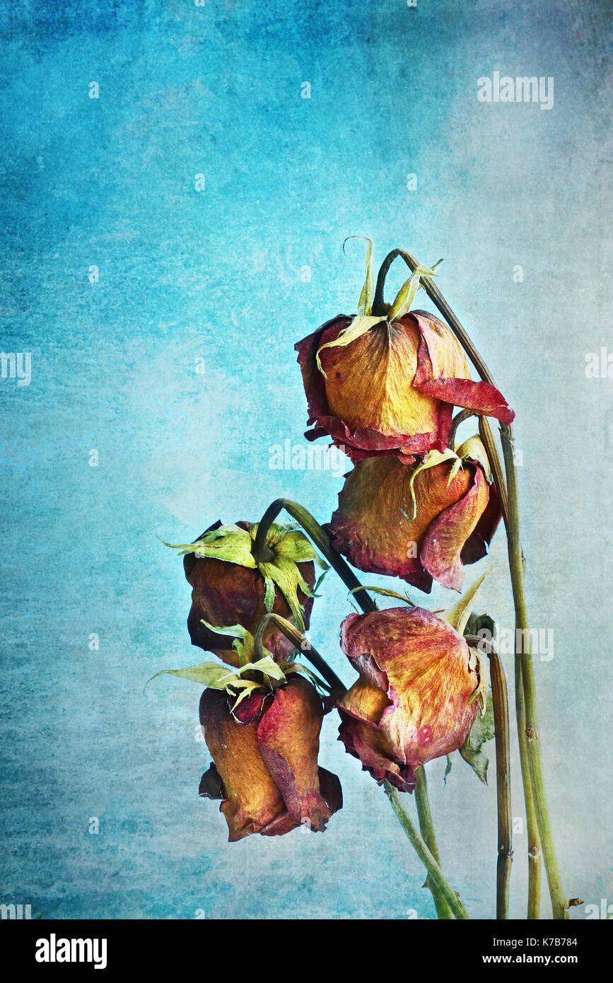 Half a dozen dead roses drooping against a blue background Stock Photo