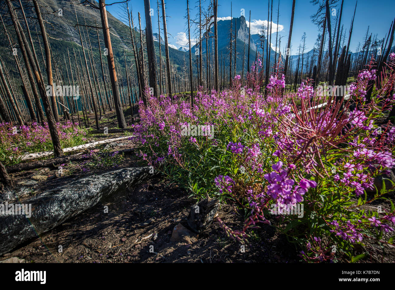 Wildlife wild flowers glacier national park landscapes Stock Photo - Alamy