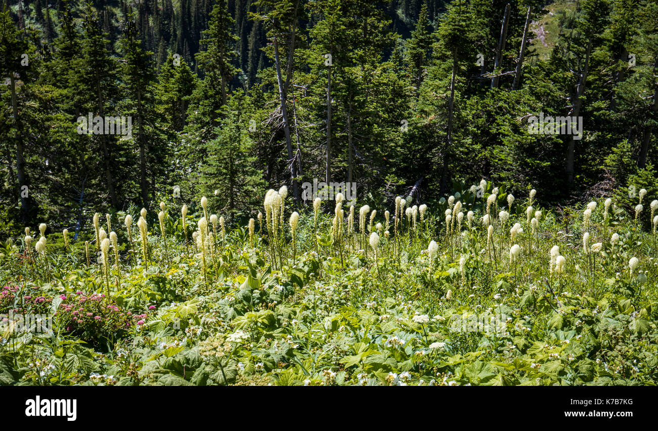 Wildlife wild flowers glacier national park landscapes Stock Photo - Alamy